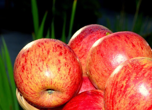 Apples - food Apples - food