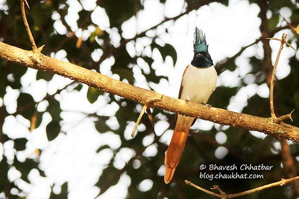Female Asian Paradise Flycatcher perched on a branch