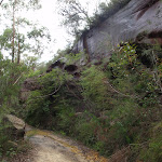 The Bare Creek Track (120637)