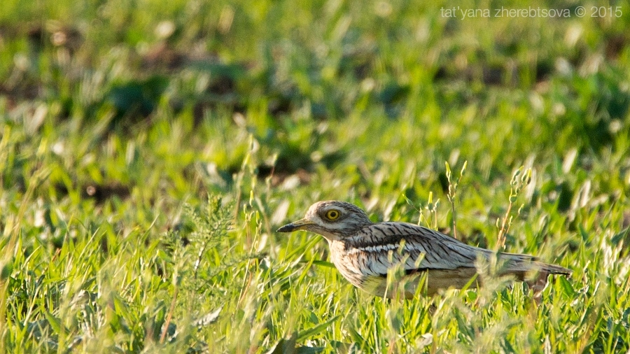 wildlife.crimea.ua