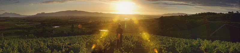 Hauptbild von Bosman Family Vineyards, Cape Winelands, South Africa