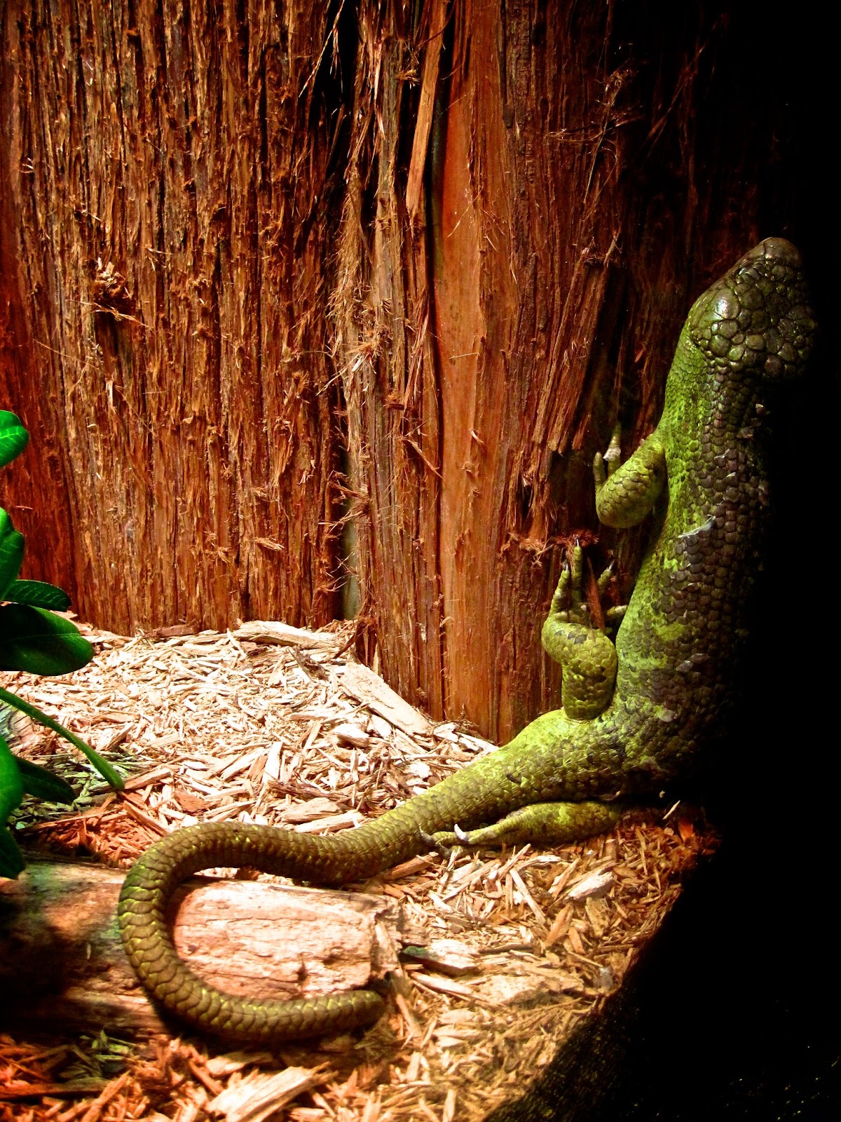 Monkey tailed skink