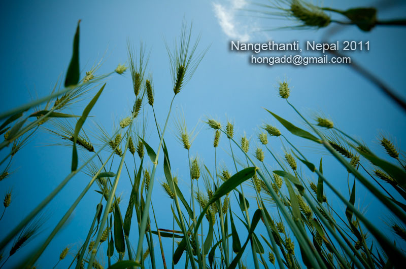 Nepal Wheat