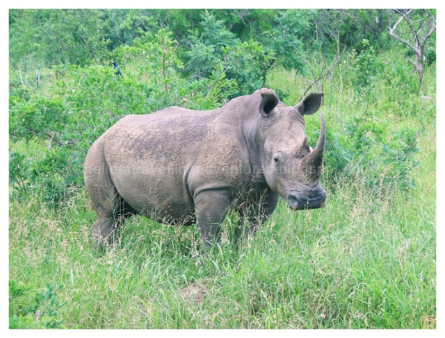 Rhinos in South Africa and Nature conservation