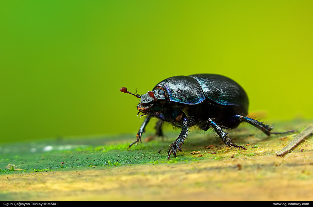 Geotrupes stercorarius - Dor Beetle