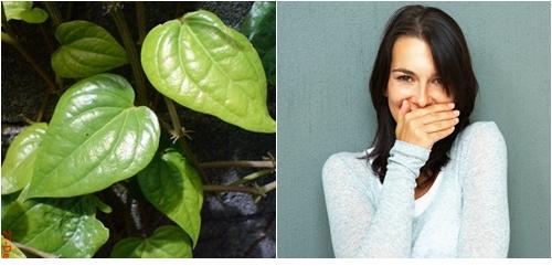 manfaat daun sirih untuk menghilangkan anyir mulut