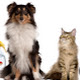 Animal Poppins Pet Care & Dog Walker