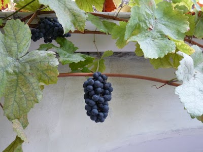 photo of wine Fiala
