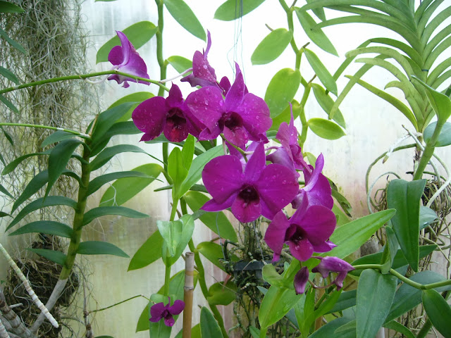 Dendrobium Madame Pompadour P1080786