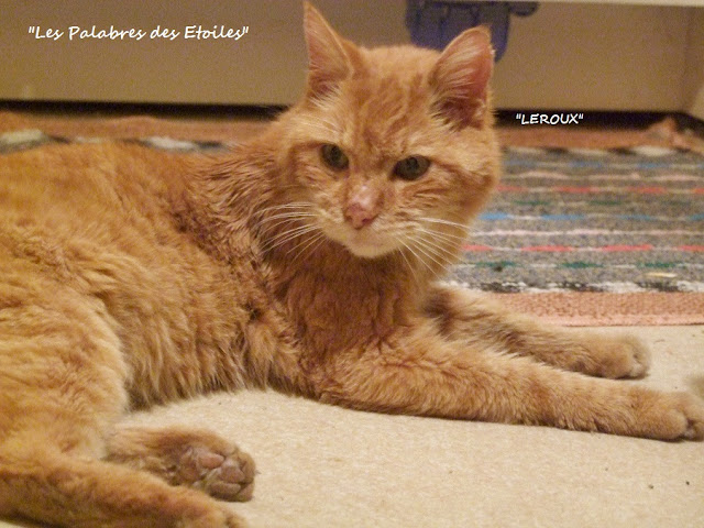 SOS pour "Leroux" chat trouvé errant et cadavérique! DSCF0571