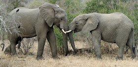 Wildlife Photos of Elephant's Fight (Mala Mala, South Africa) Wildlife Photos of Elephant's Fight (Mala Mala, South Africa)