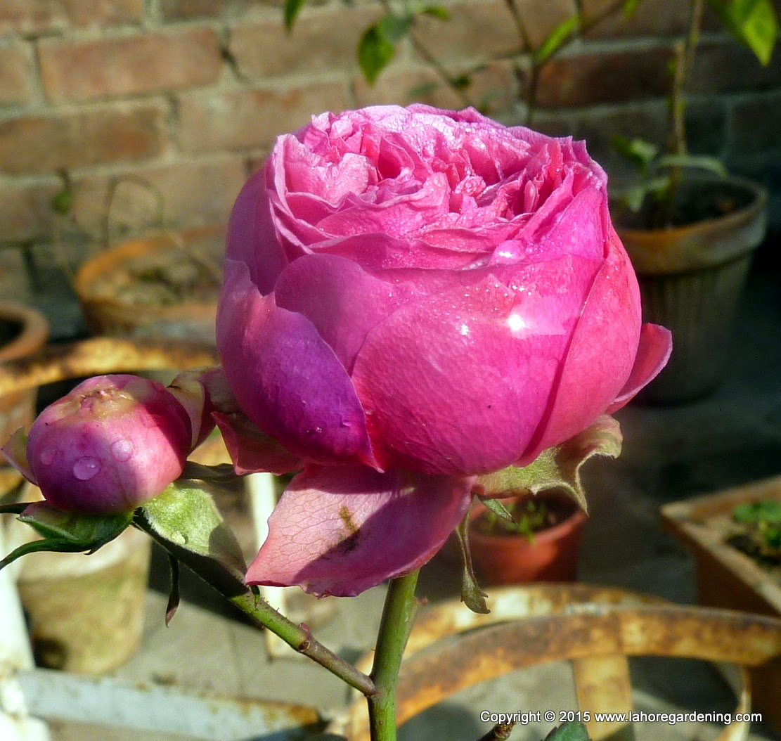 Pomponella Fairy Tale rose