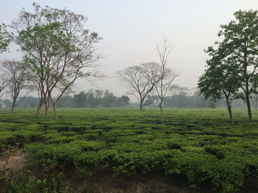 Nepuchapur Tea Company Limited, 5A, Narendra Chandra Dutta Sarani, Fairley Place, BBD Bagh, Kolkata, West Bengal 700001, India, Tea_Manufacturer, state WB