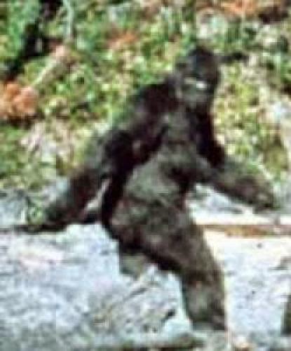 What About Bigfoot