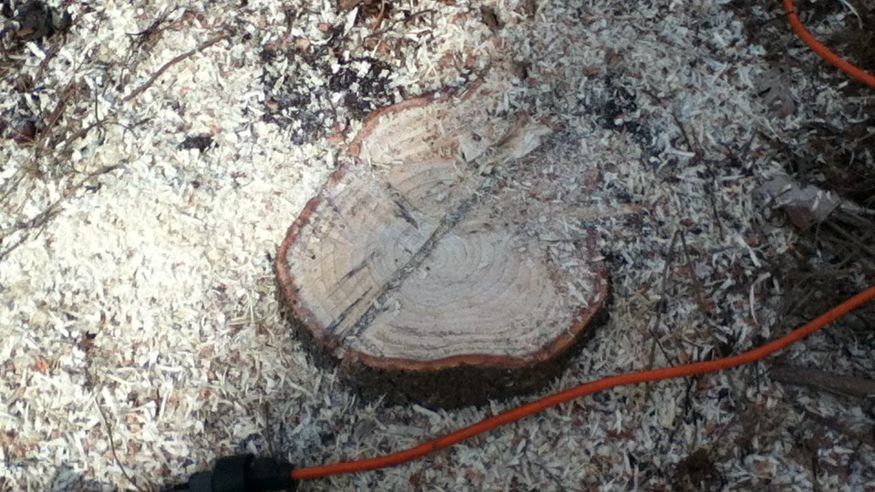 Evergreen tree stump