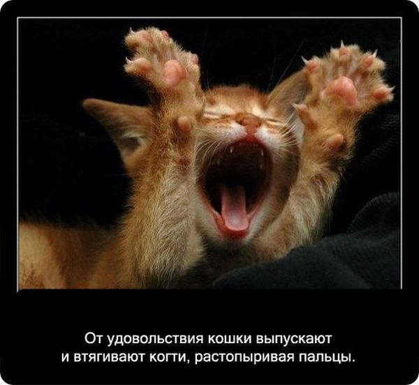 Интересные факты о котах Интересные факты о котах