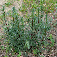 Artemisia campestris - Bylica polna pokrój młodej rośliny