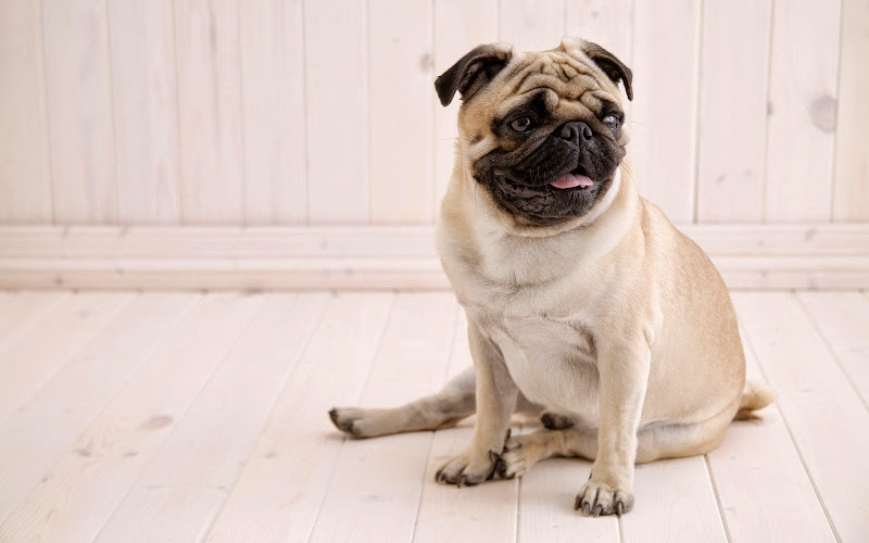Dog Wallpapers Dog Wallpapers