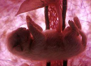 Embryo week 9