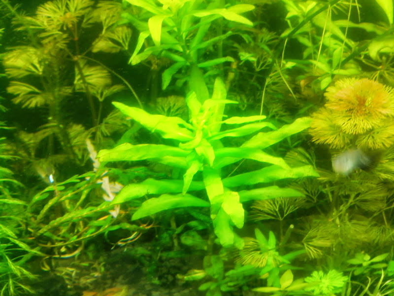 planta de acuario vivo Nesaea Crassicaulis 1 ramo 