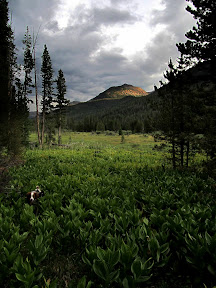 Torrey hiding in Christmas Meadows