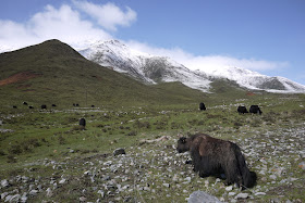 yaks in Qinghai, China
