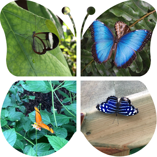 Butterfly World IOW logo