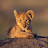 Sachin S Tirumale avatar image