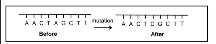 The diagram shows part of a DNA molecule below and after a mutation