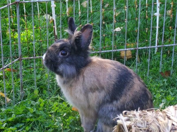 [adoptée]-Nala, lapine noire et marron, avec le bout du nez blanc Nala10-d4e99