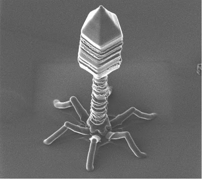 FastStoneEditor Foto foto 
mikroskop elektron (2) : Sel dan jaringan makhluk hidup