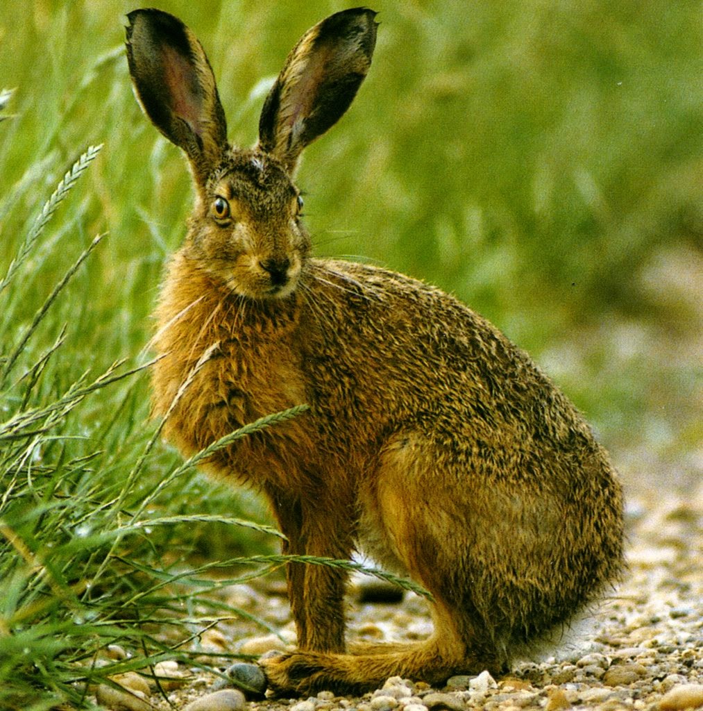 Горбатый заяц сканворд. Заяц-Русак. Заяц Русак травоядный. Степной заяц. Растительноядный заяц.