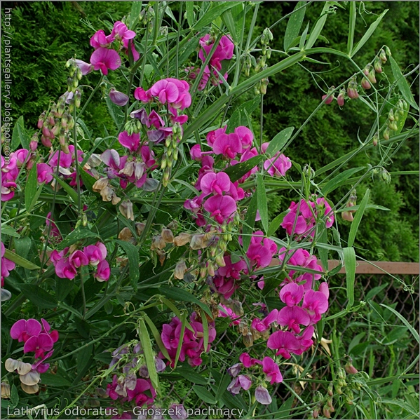 Lathyrus odoratus - Groszek pachnący pąki kwiatowe, kwiaty i młode owoce