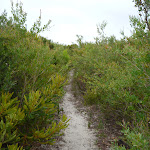 Overgrown track on the Awabakal Coastal Walk in the Awabakal Nature Reserve (391979)