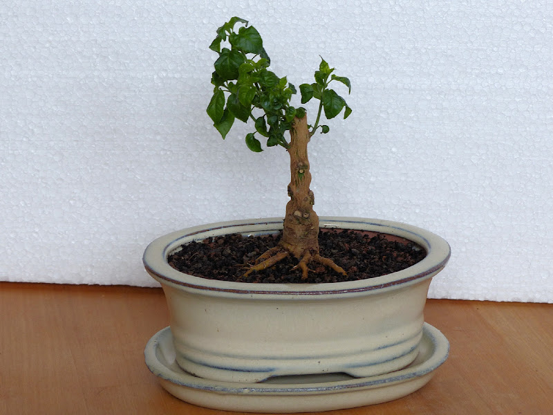 P1000131bTepinBonsai.jpg