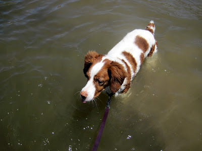 Torrey in the water