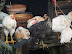 Chickens at Vale Farm