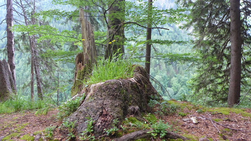 Посмотри, какое лето! Или сказочная Бавария – 2