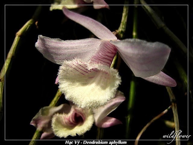 Cận cảnh hạc vỹ lào, loài hoa lan này rất dễ trồng và bản tính rất khỏe