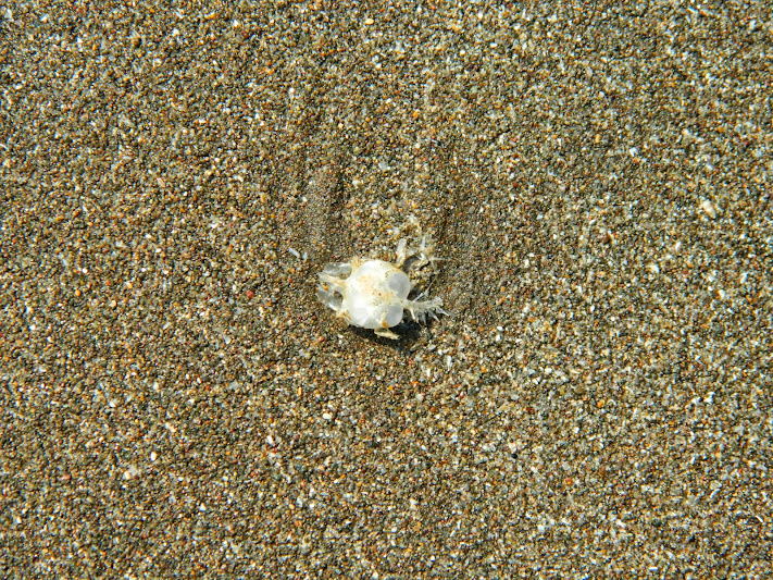 Dead fish skull on arnala