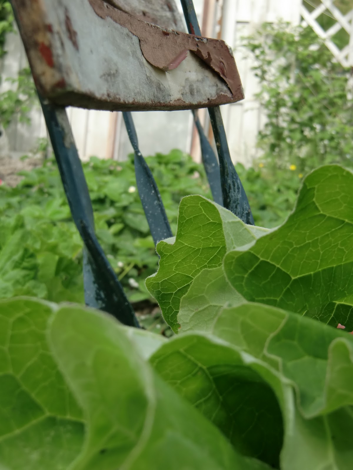 I min trädgård: köksträdgården 2011 skiss
