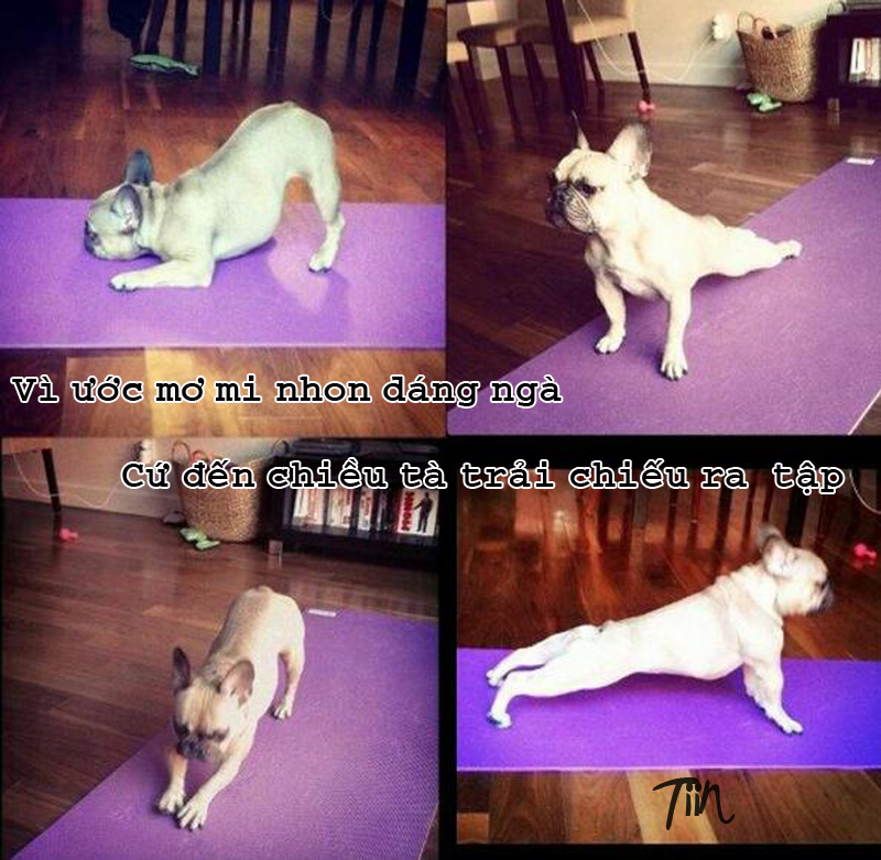 Những chú Chó hài hước, ngộ nghĩnh khi bị chế ảnh Ảnh chú chó tập thể dục cho thân người mi nhon