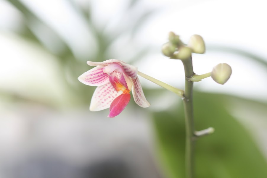 Phalaenopsis Little Sister IMG_1360