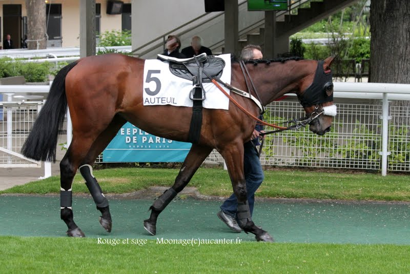 Photos Auteuil 16-05-2015 Week-end printanier de l'obstacle  IMG_9280