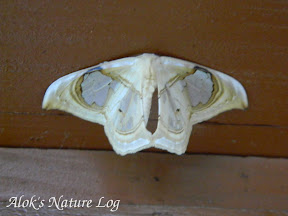 Drepanidae, Drepaninae, Drepanini, Macrauzata fenestraria
