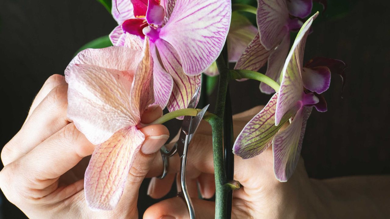 Prune The Orchid Plant Regularly