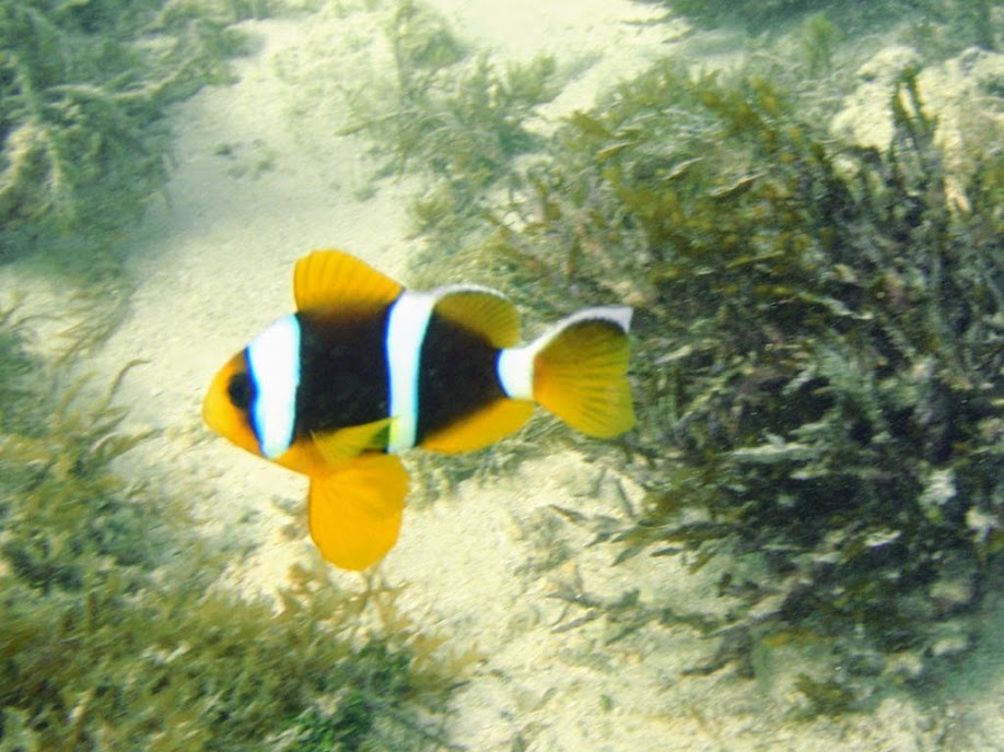 Amphiprion chrysopterus (Orangefin Clownfish), Naigani Island, Fiji.