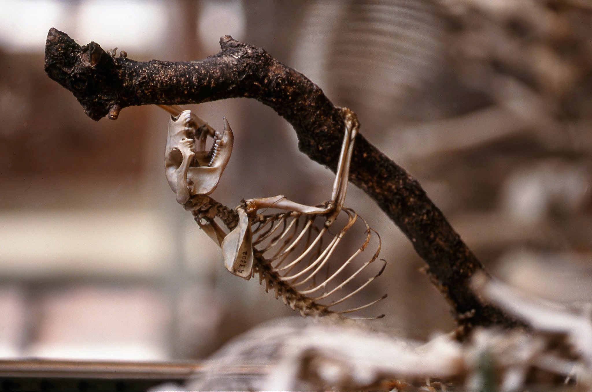 Galerie de Paléontologie et d’Anatomie comparée