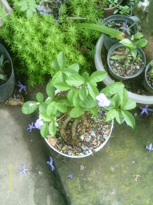 Manacá-Brunfelsia Uniflora... IMAG0131