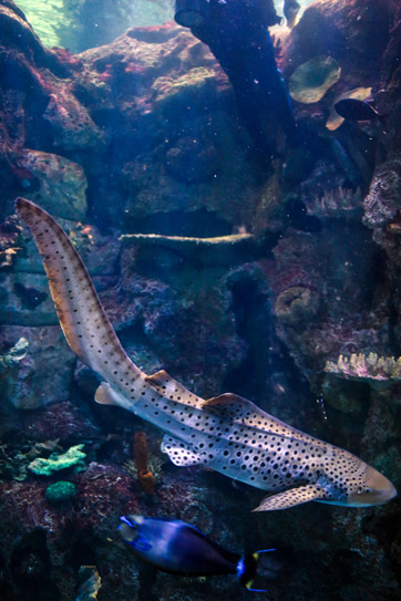 Zebra Shark at the Shark Reef Aquarium at Mandalay Bay Las Vegas NV.